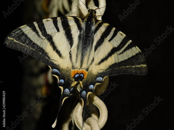 Fototapeta butterfly