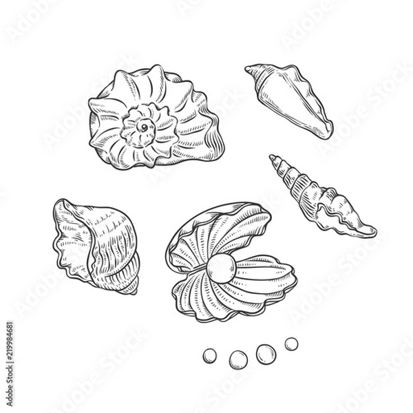 Obraz Wektor zestaw muszli i pereł o różnych kształtach. Clamshells monochromatyczny czarny kontur szkicu ilustracja na białym tle na białym tle do projektowania logo kart turystycznych na temat morski.