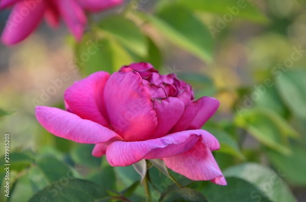 Fototapeta rose fanée dans un jardin