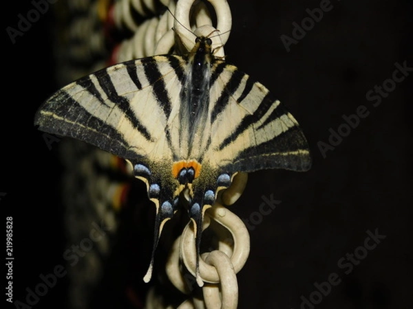 Fototapeta butterfly