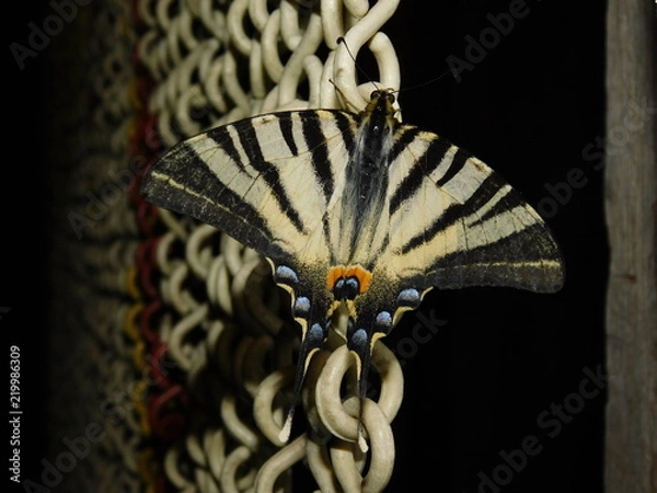 Fototapeta butterfly