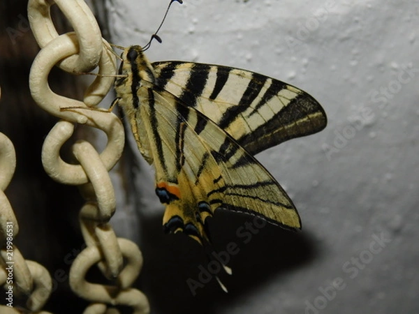 Fototapeta butterfly