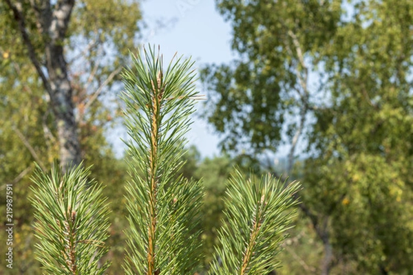 Obraz pine branch in the forest