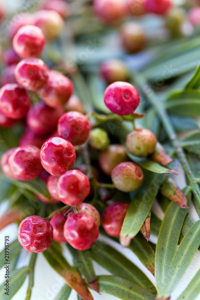Fototapeta Pfefferkörner - Rot