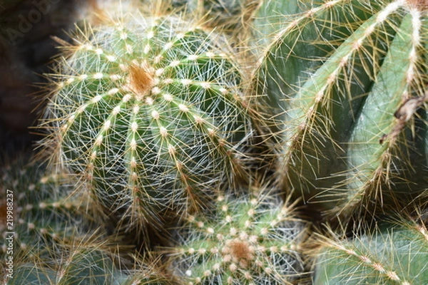 Obraz Cactus