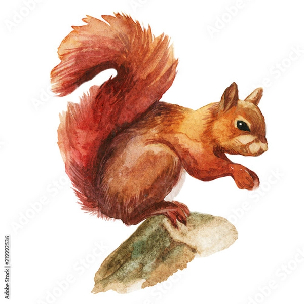 Obraz Squirrel isolated on a white background, watercolor.