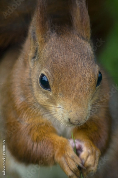Obraz Red squirrel
