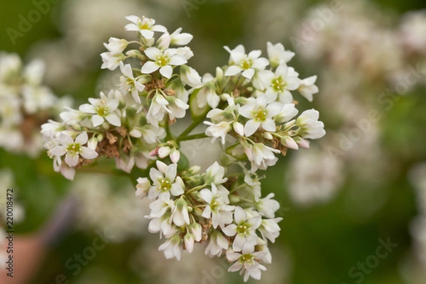 Fototapeta Buckwheat, Fagopyrum esculentum, Japanese buckwheat and silverhull buckwheat blooming on the field. Close-up flowers of buckwheat