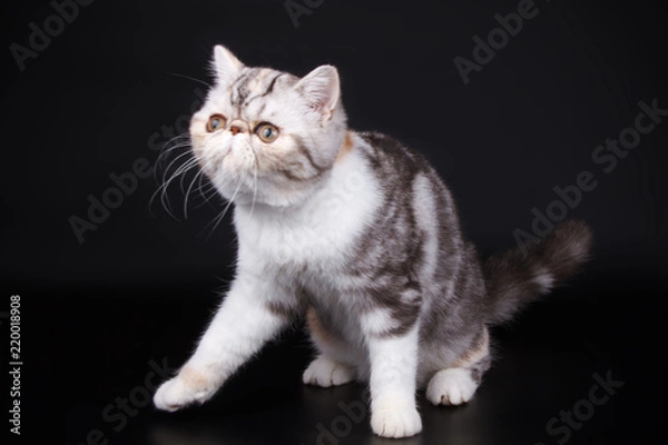 Obraz Exotic cat on colored backgrounds