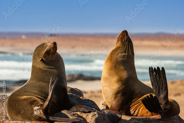 Obraz Southern Fur Seals