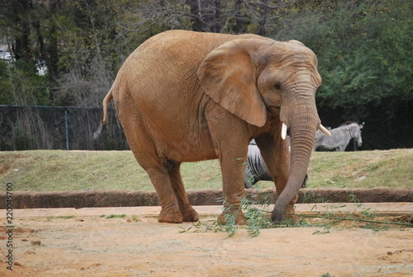 Obraz African Elephant