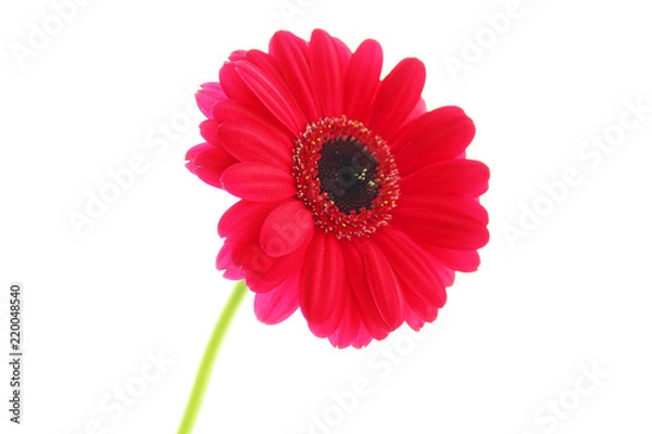 Fototapeta 赤いガーベラ