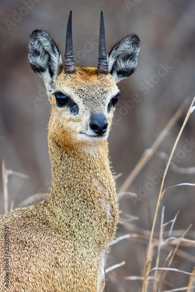 Obraz Klipspringer Portrait
