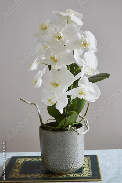 Obraz White Phalaenopsis