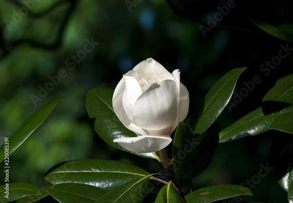 Obraz 泰山木の蕾