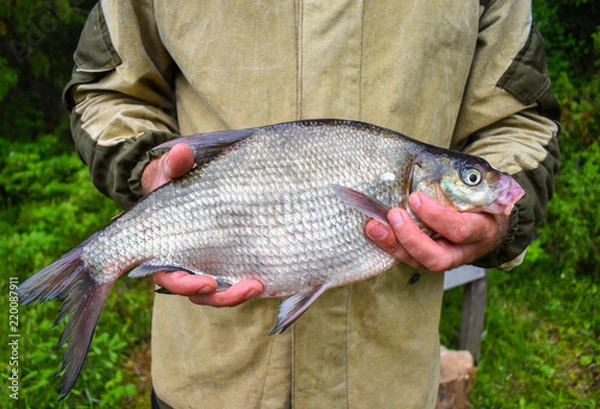 Fototapeta The fisherman holds a fish he has caught