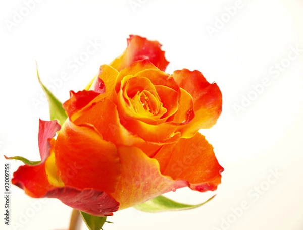Fototapeta Beautiful orange rose
