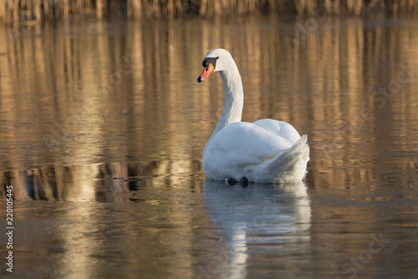 Fototapeta A single mute swan in a small area of fluid water in an otherwise frozen lake