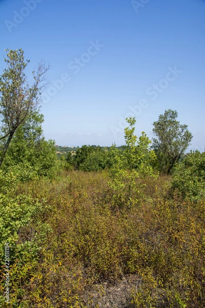 Obraz Orman Manzaraları