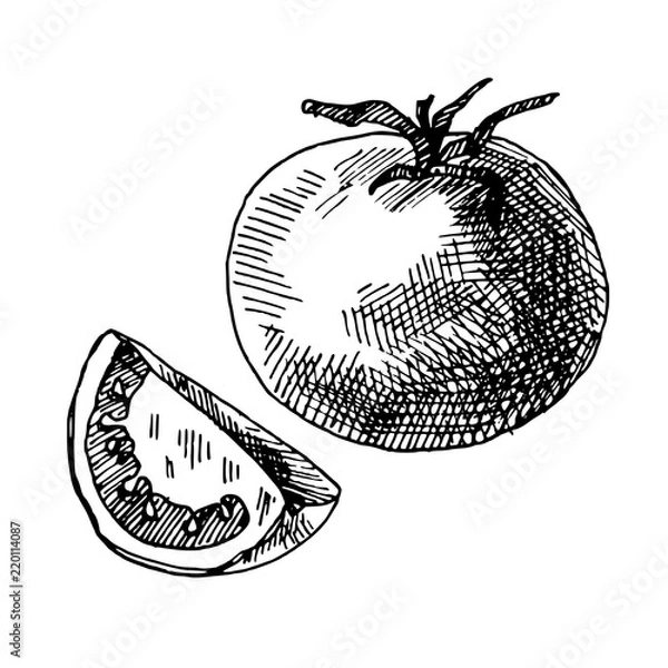 Obraz hand drawn illustration of tomato