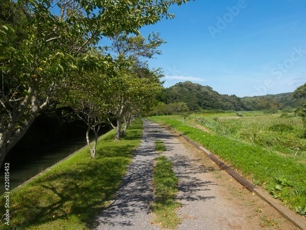 Fototapeta 川べりの道