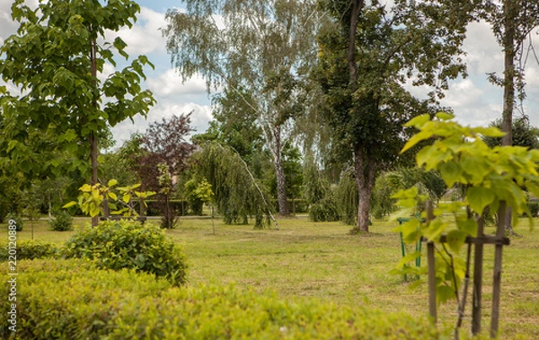Fototapeta Trees in the park