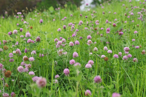 Obraz 群生するアカツメクサ