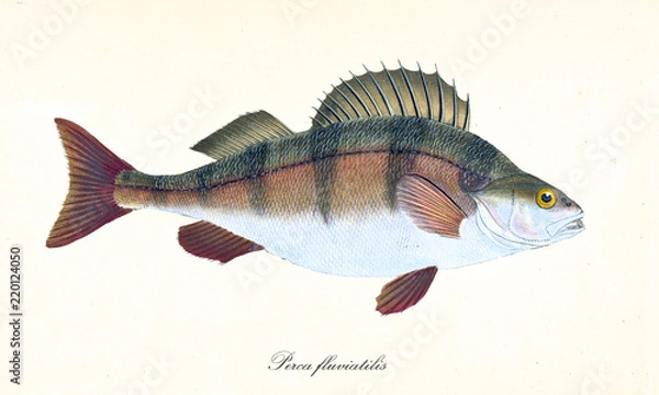 Obraz Starożytna ilustracja kolorowy okoń europejski (Perca fluviatilis), widok z boku ryby z jego wielobarwną skórą, izolowany element na białym tle. Edward Donovan. Londyn 1802
