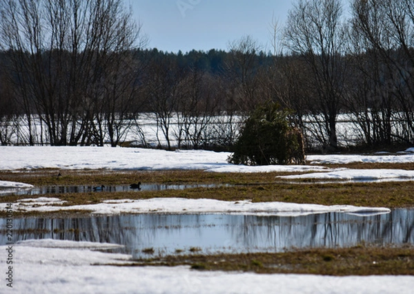 Fototapeta Scraps for hunting in spring for ducks. Lake and stuffed ducks