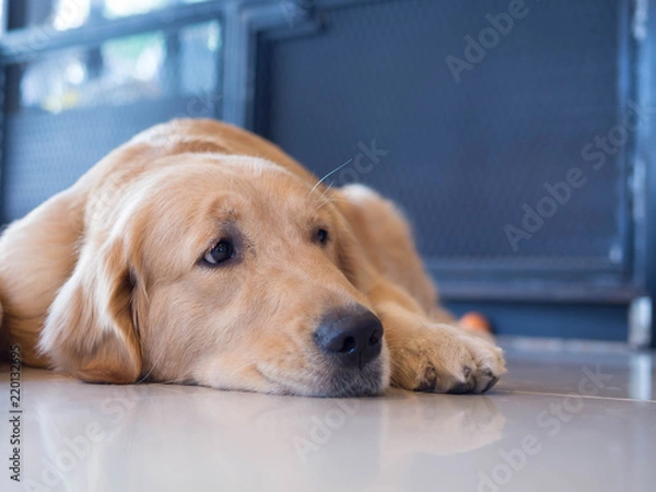 Fototapeta Dog waiting for owner