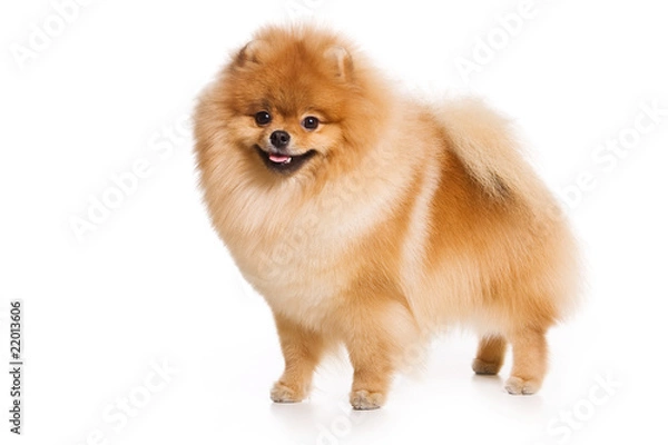 Obraz German Spitz dog on white background
