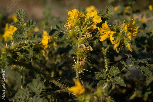 Obraz жёлтая колючка