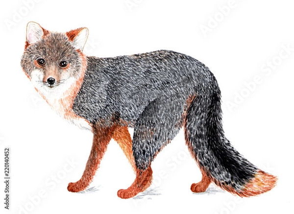 Fototapeta Gray fox. Watercolor illustration.
Gray fox, wood fox. A kind family of wolves that live in North and Central America and in the far North of South America.  Illustration for a book about animals.
