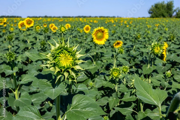 Fototapeta Beautiful sunflower field in the afternoon