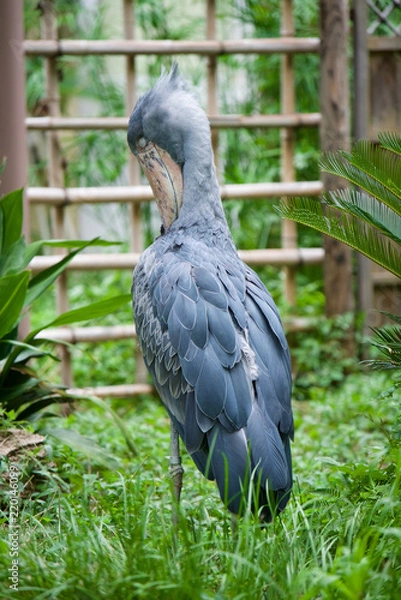 Fototapeta 上野動物園 ハシビロコウ