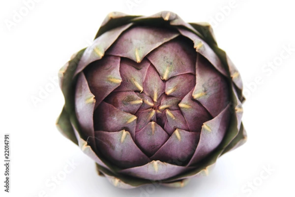 Obraz artichoke