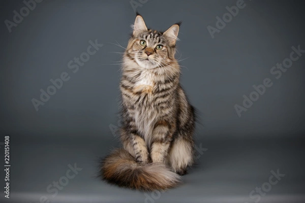 Obraz Maine Coon red cat on colored backgrounds