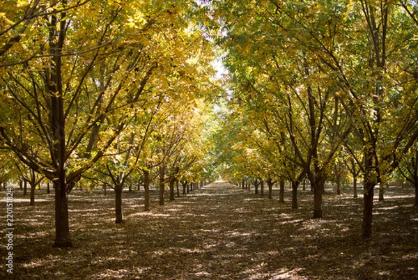 Obraz Colorful Pecan orchard in autumn