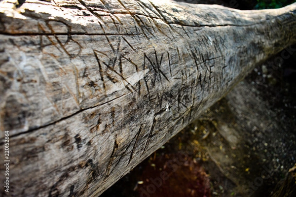 Fototapeta Memories Carved On A Fallen Log