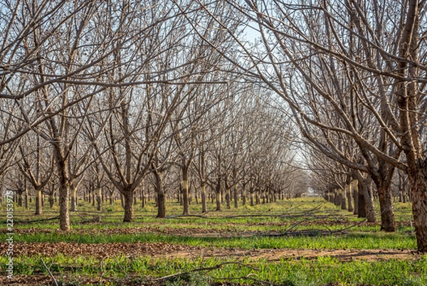 Obraz Resting winter pecan nut trees
