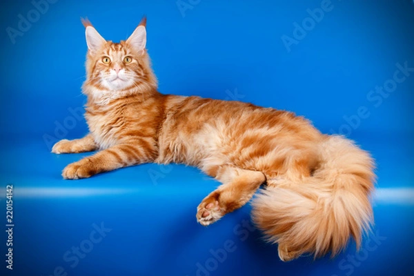 Obraz Maine Coon red cat on colored backgrounds