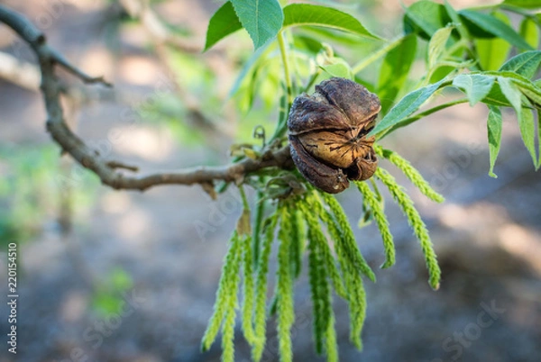 Fototapeta Pecan nut inside husk at end of branch, with new season leaves and catkins