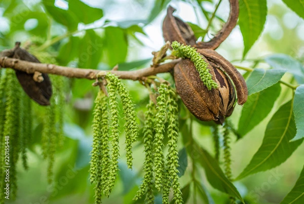 Fototapeta Pecan nut at the end of branch with green leaves and male flowers