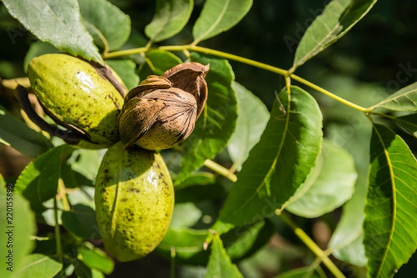 Obraz Pecan nut cluster with a single open husk