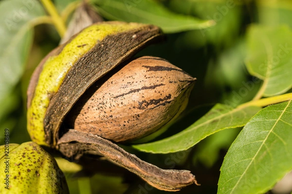 Fototapeta Pecan nut viewed fron the side inside a husk