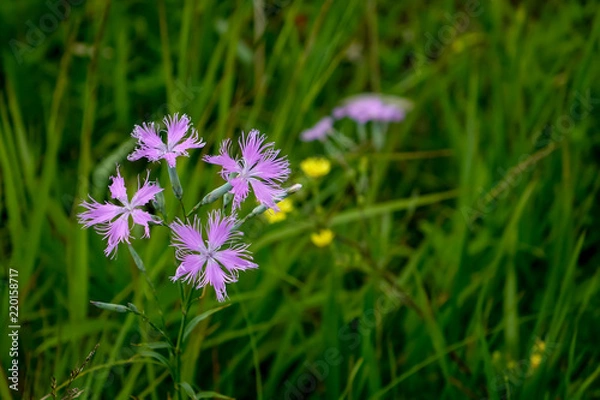 Obraz カワラナデシコ