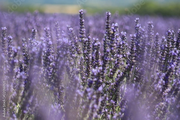 Obraz Close-up of growing violet lavender in French Provence 