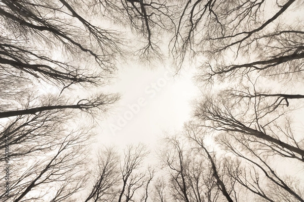 Fototapeta drzewa od dołu monochromatyczne 1