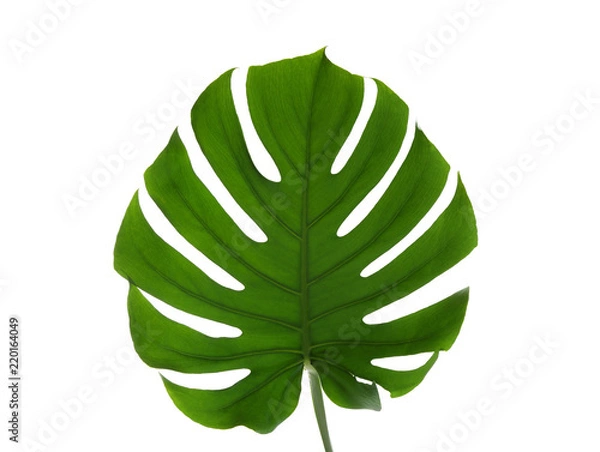 Obraz Fresh tropical monstera leaf on white background