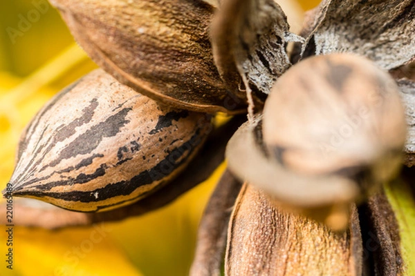 Fototapeta Pecan nut cluster close-up